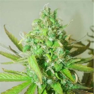 Auto Sweet Tooth Feminised (поштучно)