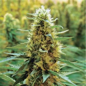 Auto Sweet Mango Feminised