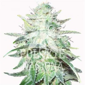 AUTO SWEET DREAM FEMINISED