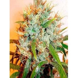 Kali Mist Feminised (поштучно)