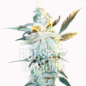 AUTO FULL AMNESIA FEMINISED