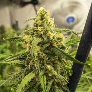 Auto Big Bud Feminised (поштучно)
