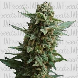 Northern Lights Feminised (поштучно)