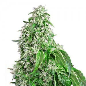 Auto Big Devil Feminised (поштучно)