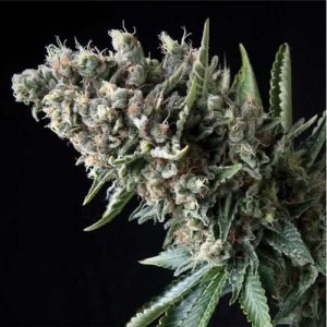 Auto Nefertiti Feminised