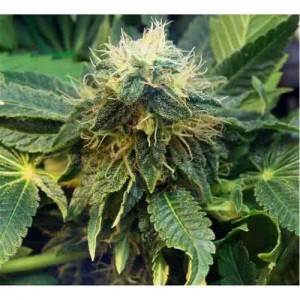 Mazar Feminised (поштучно)