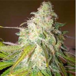 Auto Sour Diesel Feminised (поштучно)