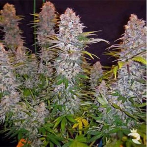 Auto Sweet Cheese Feminised