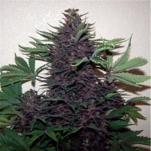 Purple Kush Feminised (поштучно) Purple Kush Feminised (поштучно)