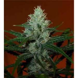 Lemon Haze Feminised (поштучно)