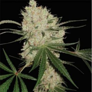 Narkush Feminised (поштучно)