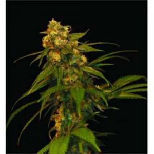 Lemon Kush Feminised (поштучно)