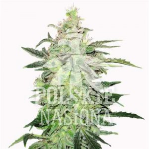 AUTO SMOOTH HAZE FEMINISED
