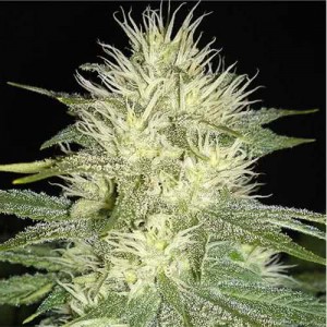 Auto White Russian Feminised