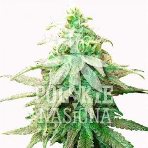 AUTO MORPHINE FEMINISED