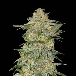 Auto Mexican Airlines Feminised