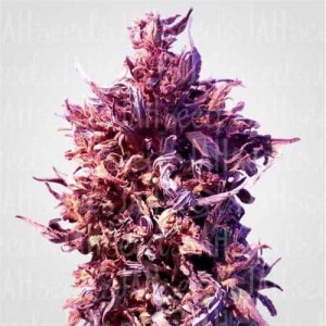 Auto Red Poison Feminised (поштучно) Auto Red Poison Feminised (поштучно)