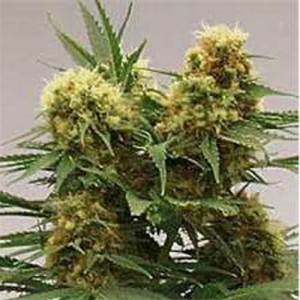 Auto Skunk #1 Feminised