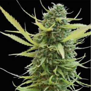 Colombian Gold Feminised