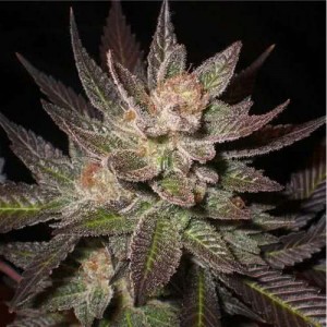 Auto Lavender Feminised (поштучно)