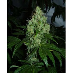 Lemon Kush Feminised