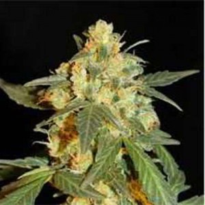 Lowryder #2 Feminised (поштучно)