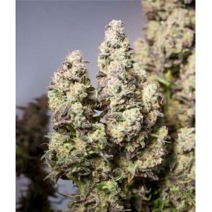 Auto Colorado Cookies Feminised (поштучно)