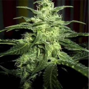 Opium Feminised (поштучно) Opium Feminised (поштучно)