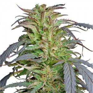 Auto Kush Feminised (поштучно)