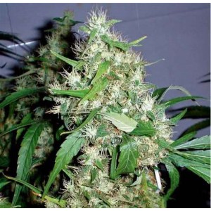 Auto Critical Kush Feminised